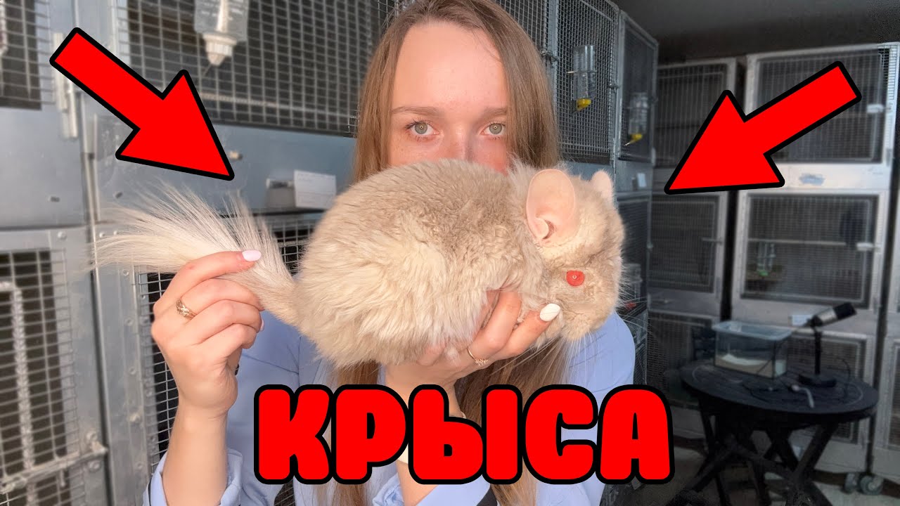 Бежевый окрас у шиншилл НИКТО НЕ ЛЮБИТ