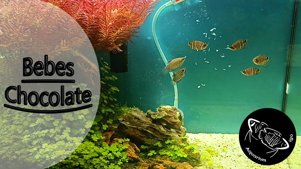 🍫Pez GOURAMI CHOCOLATE🍫Ficha Tecnica? Gourami Samurai mismo acuario | Alimentacion | Cuidados Gurami