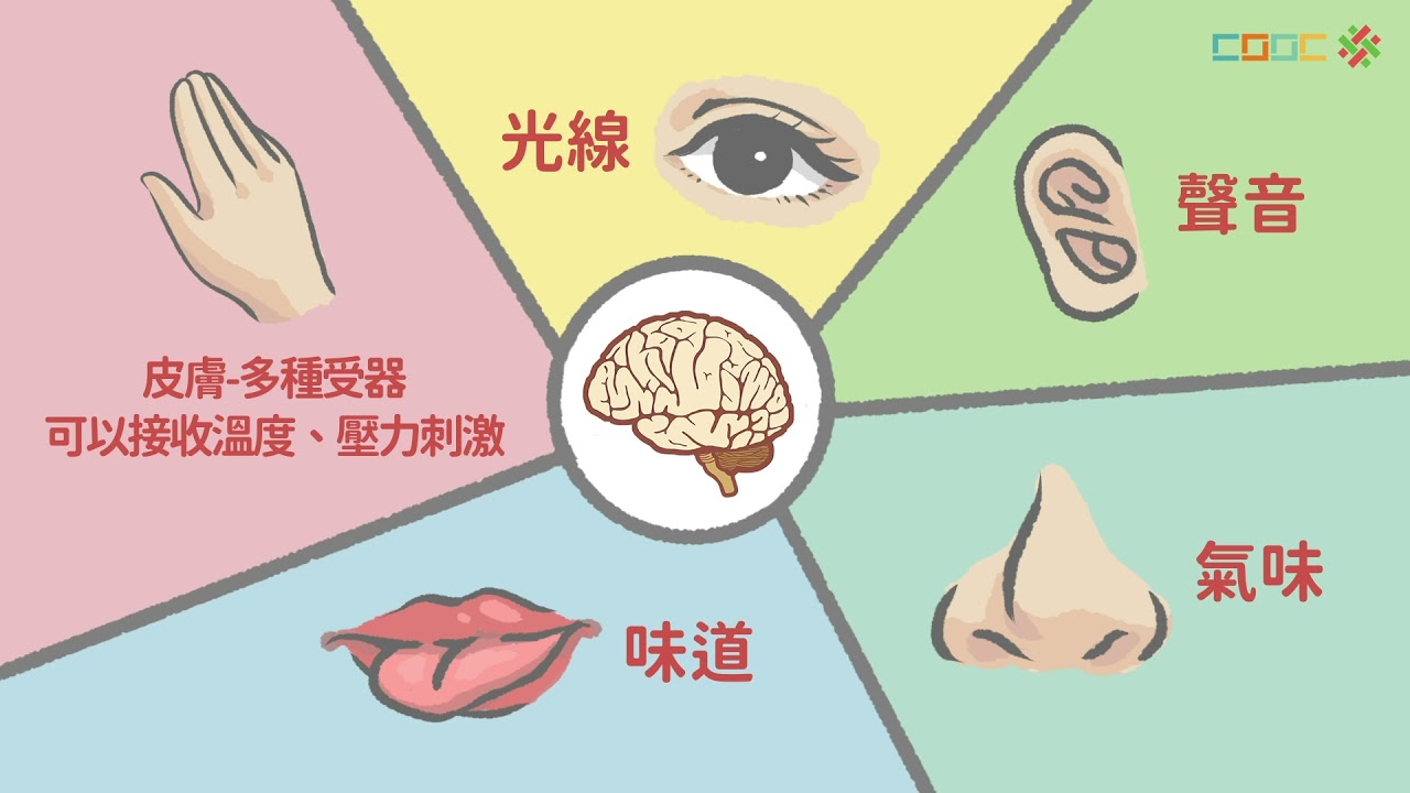108新課綱｜七上生物｜【觀念】人體的神經系統–1