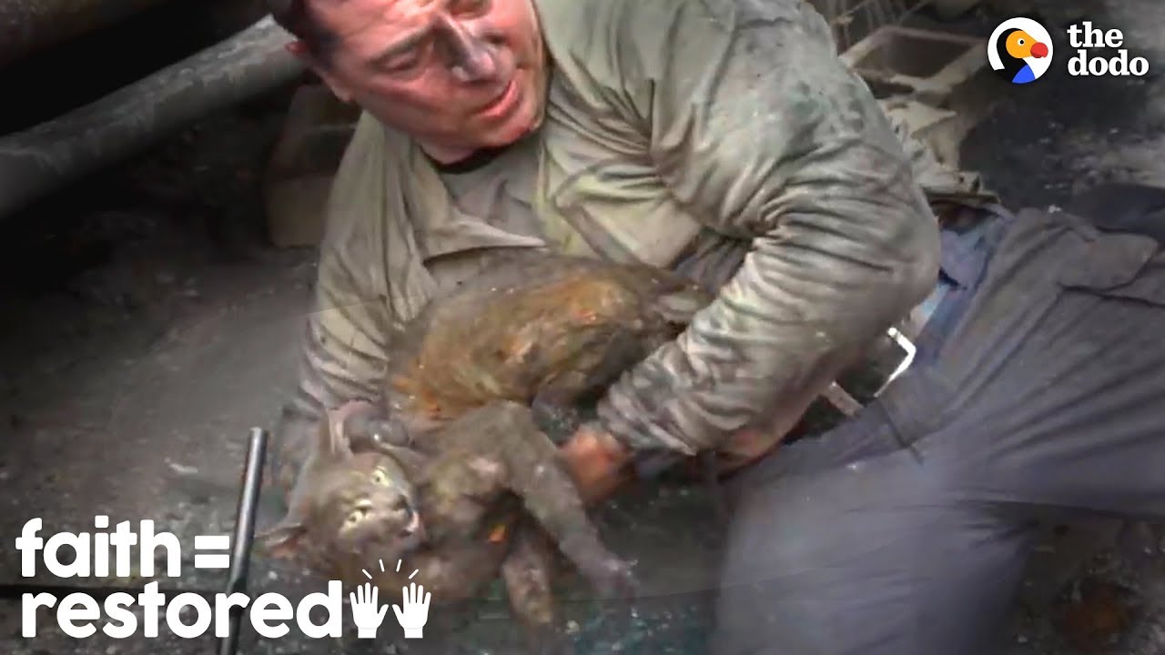 This Guy's A Hero To Families Who Lost Pets In Wildfire | The Dodo Faith = Restored