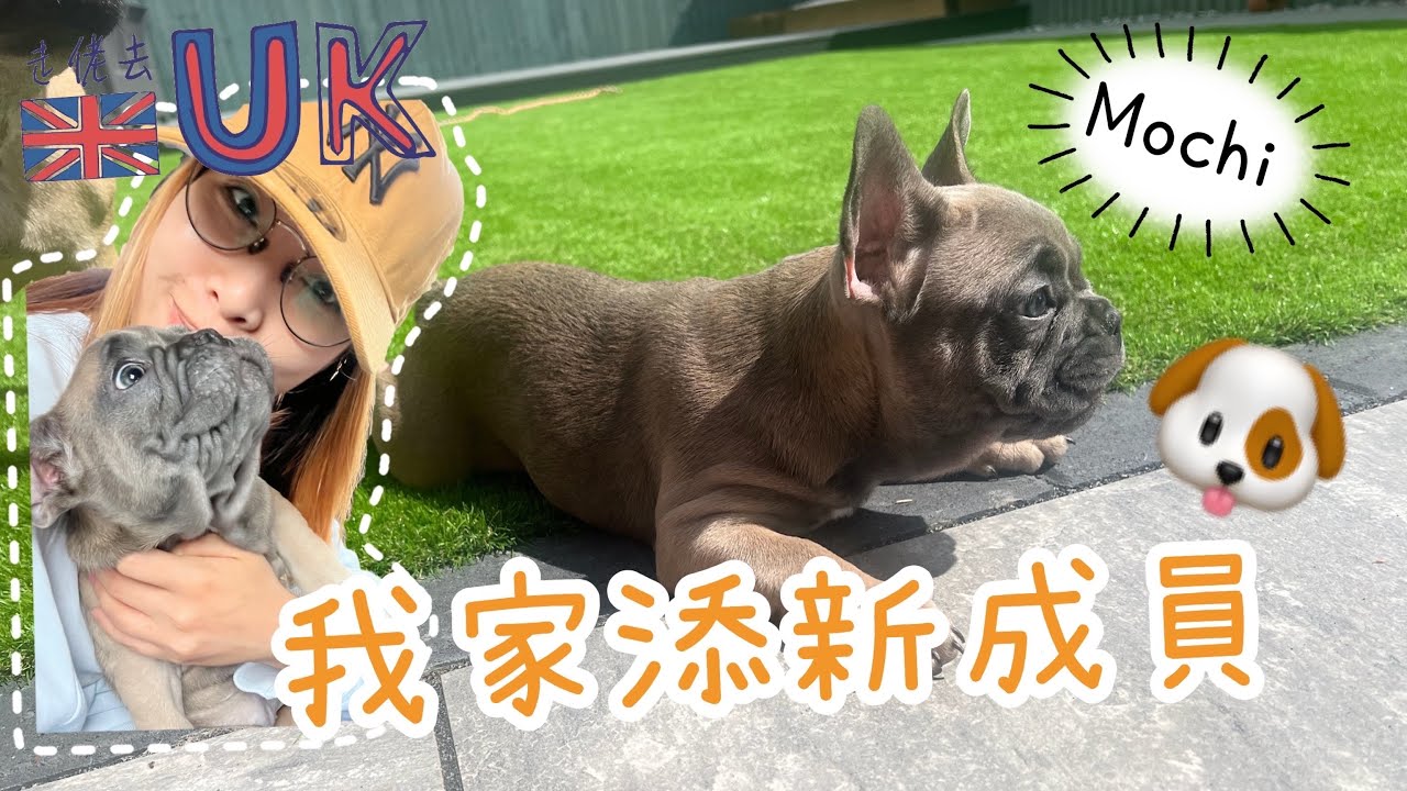 [狗狗vlog] 我哋又有多一隻法鬥BB喇  24/9/2022