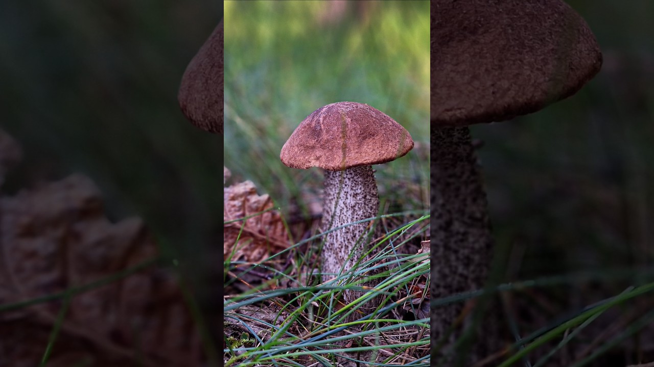 Uroczy koźlak🍄&zwj;🟫 w piątek 13tego 😍 #grzyby2025 #mushroom #fungi