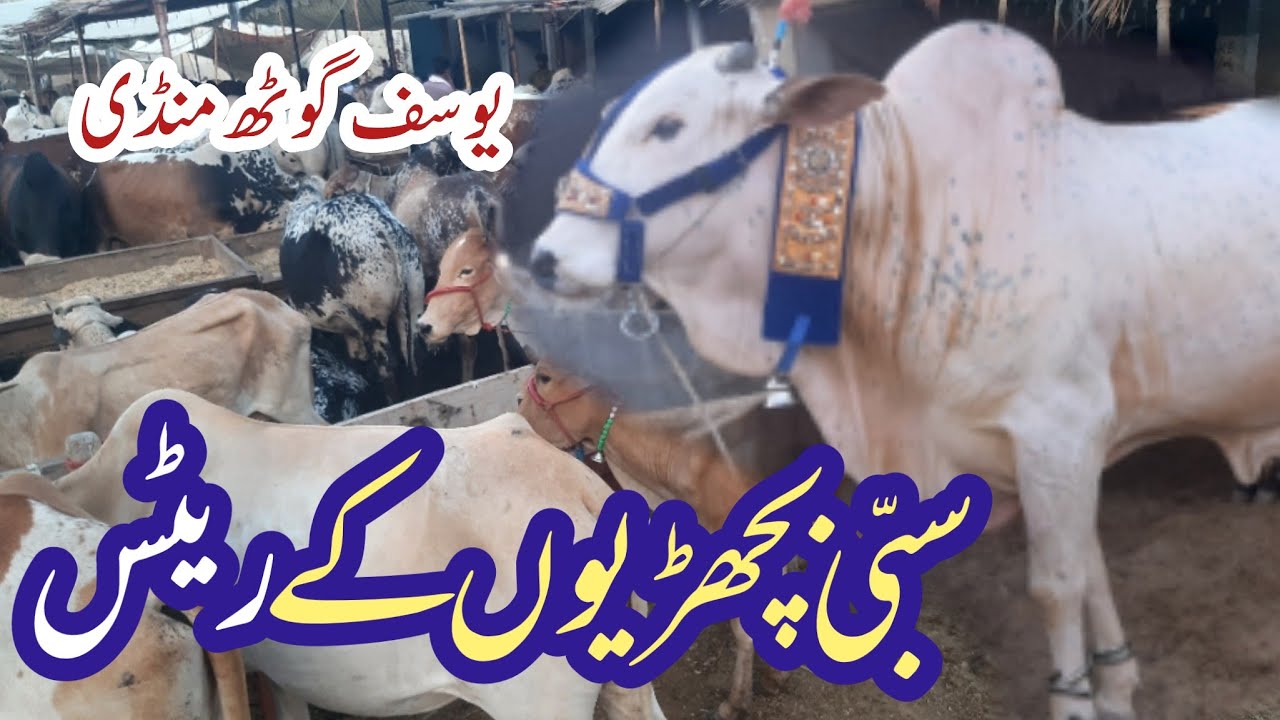 Cattle market Karachi | Yousuf goth Cow mandi naval colony | Qurbani Bakra Eid 2022 | Pak Knowledge