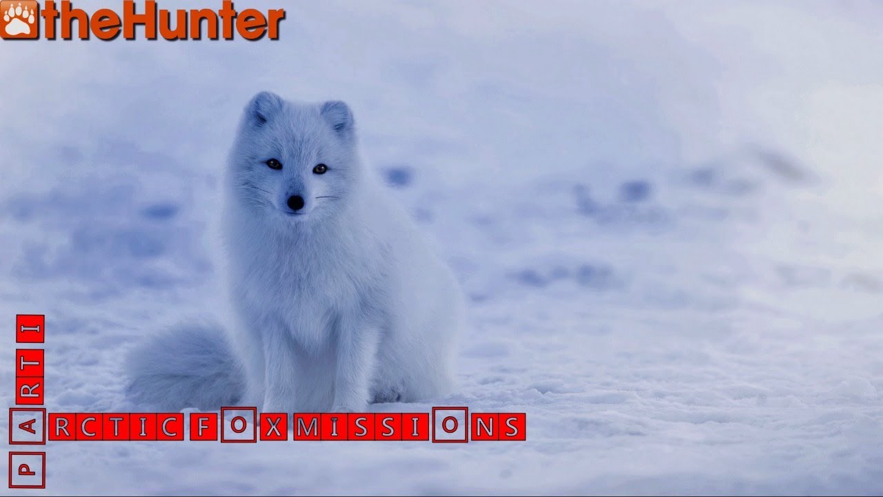 ♢ theHunter Classic ♢ Arctic Fox missions ♢ part I ♢ Всё-таки 