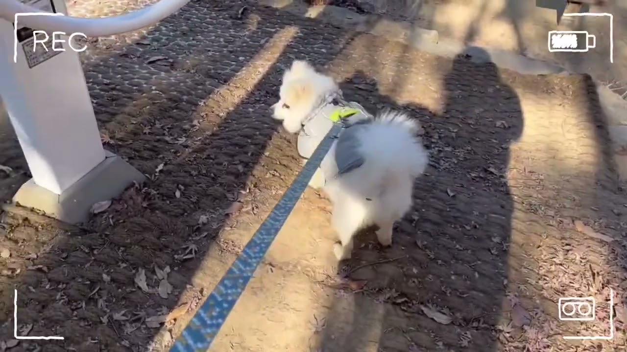 빵떡이 산책