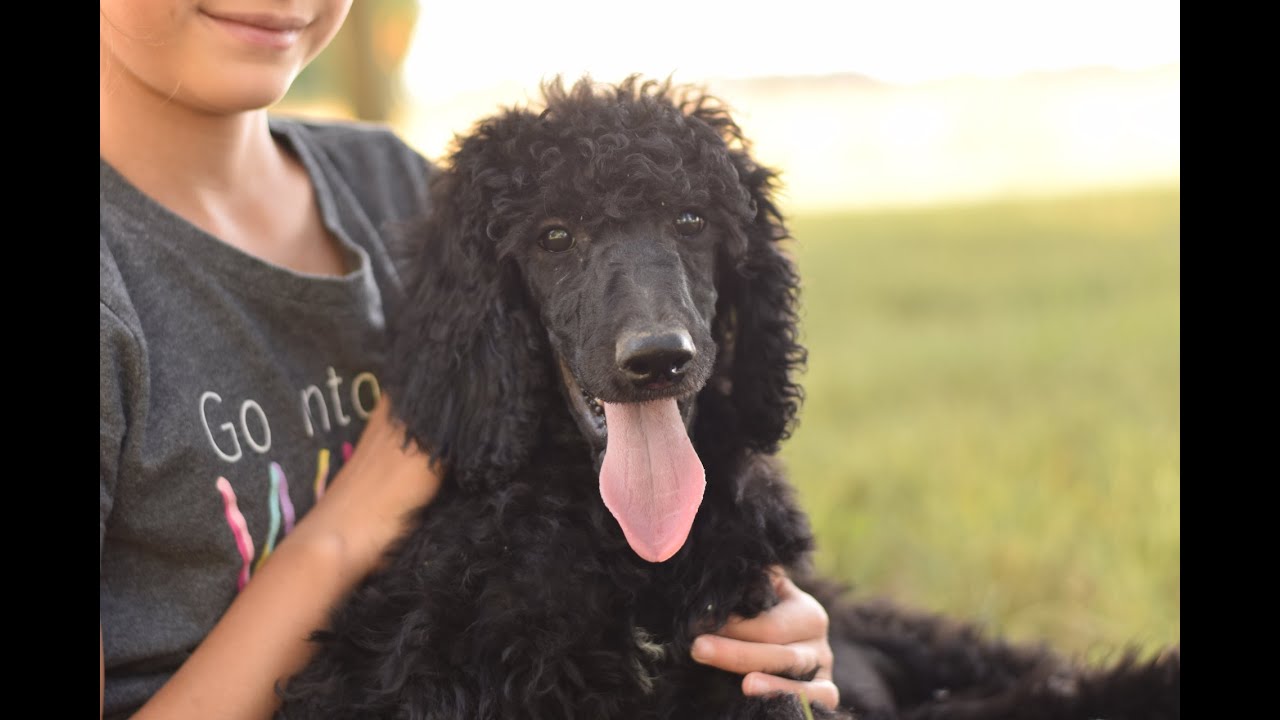 Above Standard Poodles 