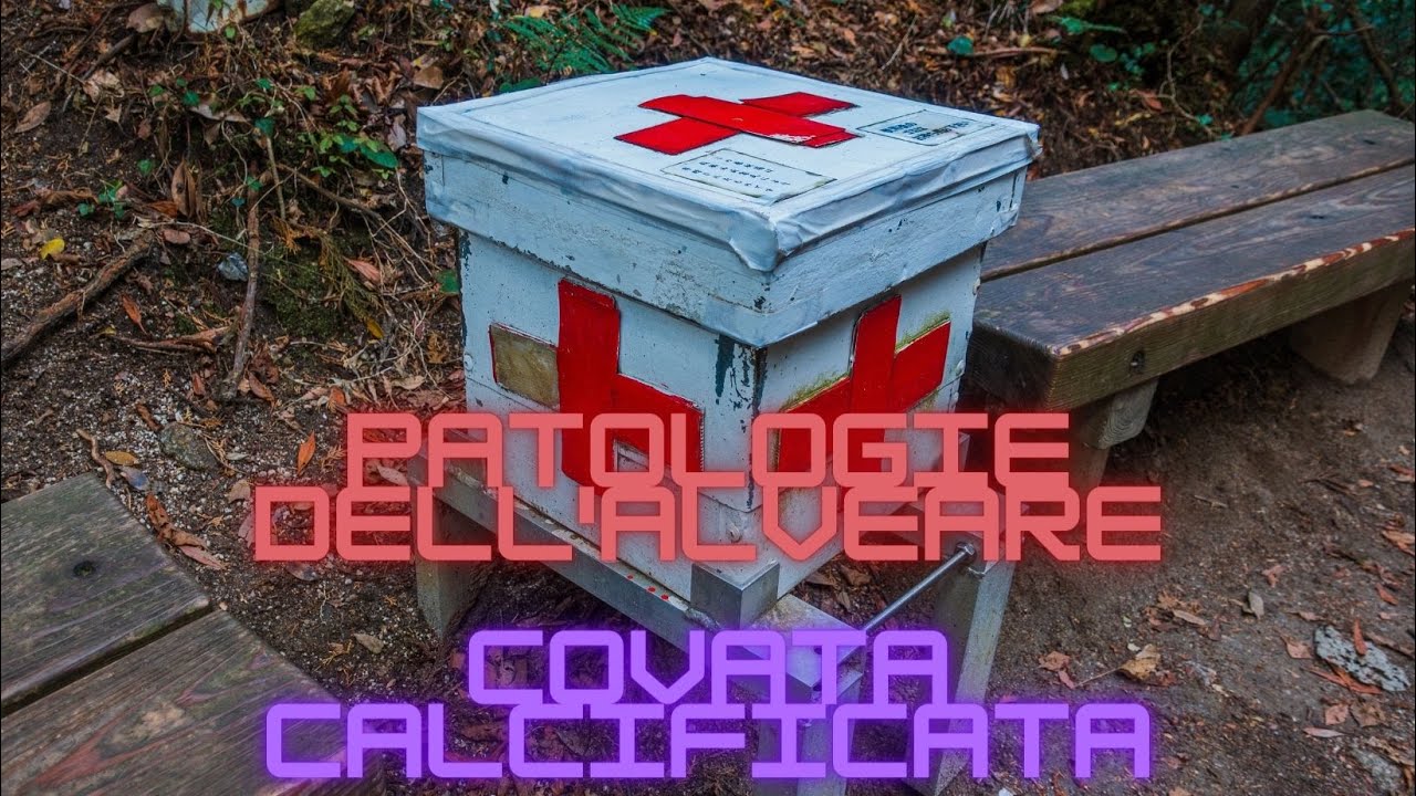 Patologie dell'alveare - Covata Calcificata