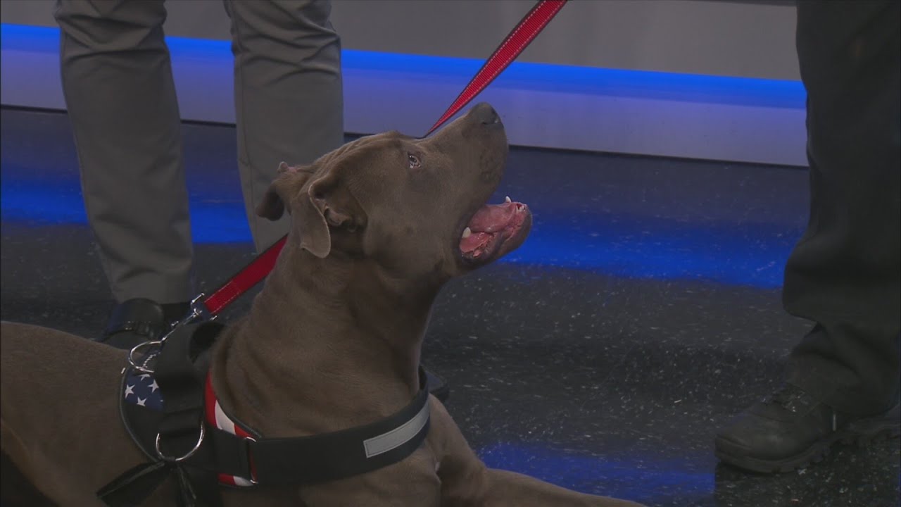 News 13 Pet Adoption Option: Smokey