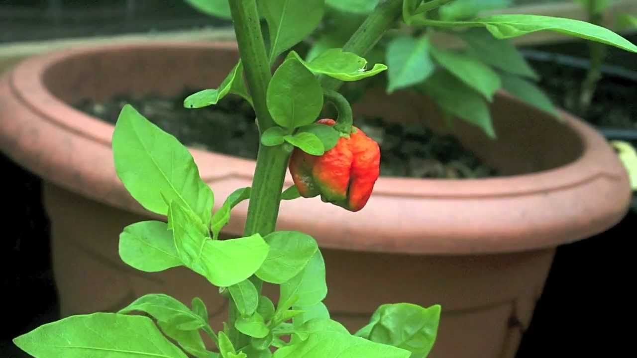 Time Lapse Trinidad Scorpion Butch T Chilli - Butch T Time Lapse