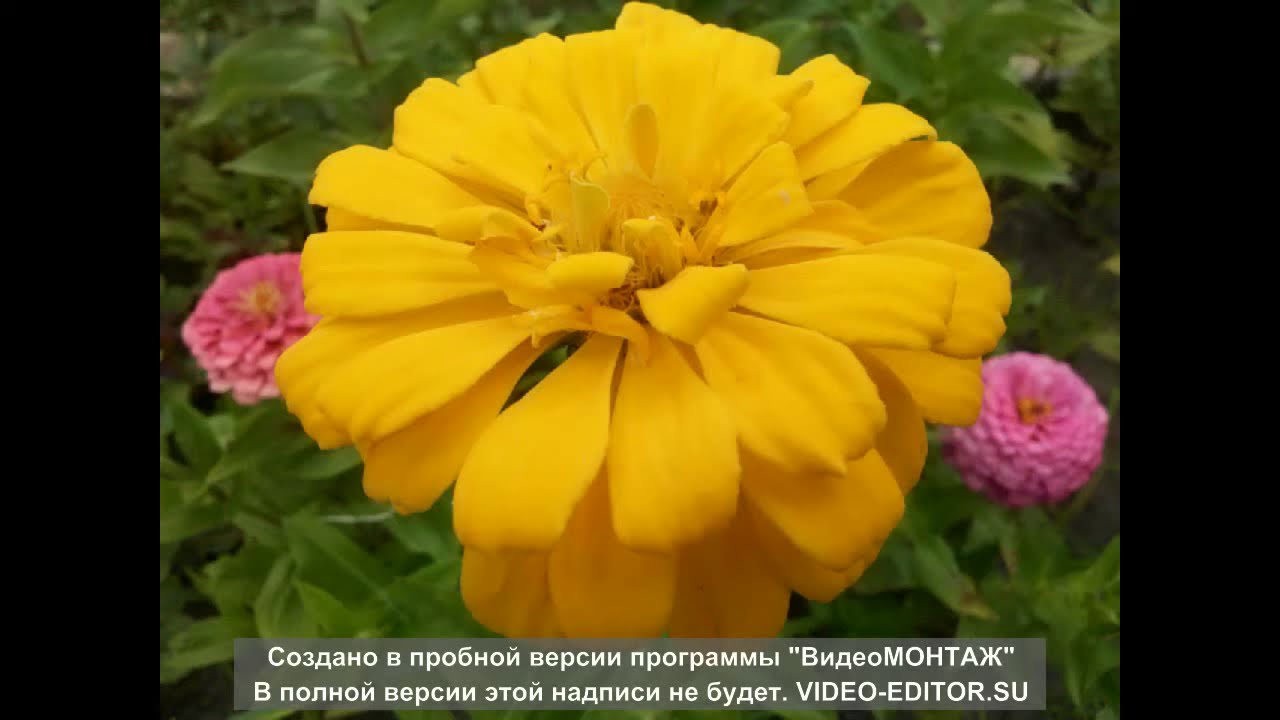 Цветочный рай на даче. Flower Paradise in the Russian dacha (fazende).