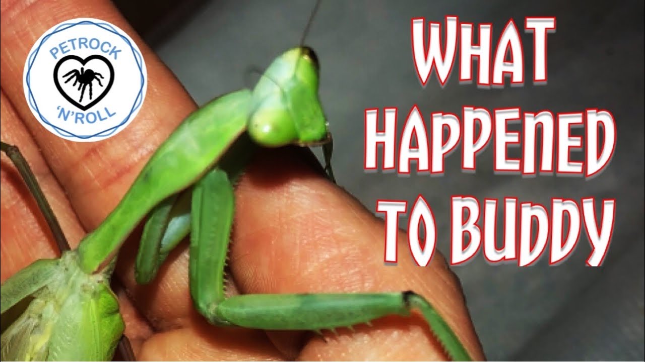 Hierodula membranacea - Praying Mantis - Buddy 💙