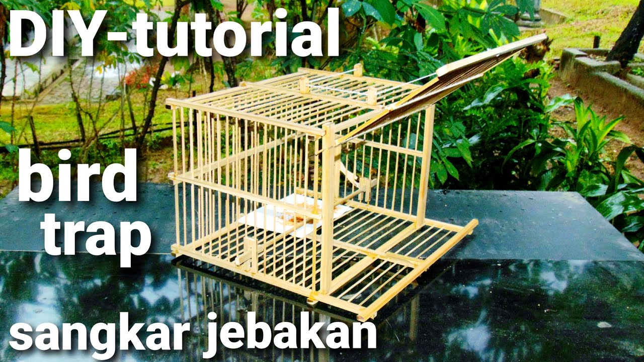 (S49) Cara Membuat Sangkar Jebakan | Bird Trap