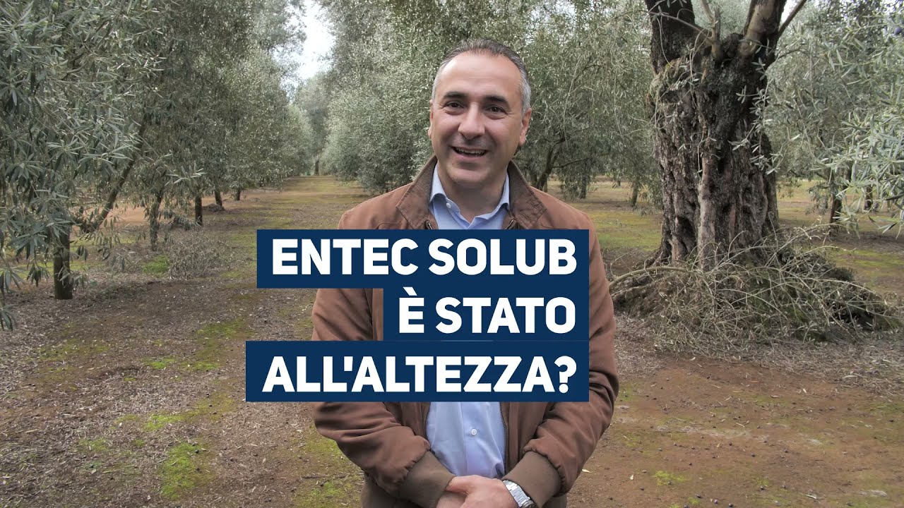 EuroChemTEAM - Nutrire la Passione: L'oliveto dell'Azienda Agricola Carbone