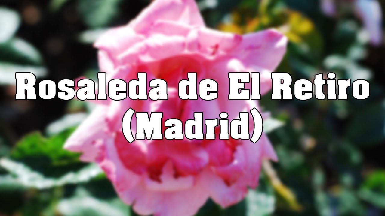 Rosaleda de El Retiro (Madrid)