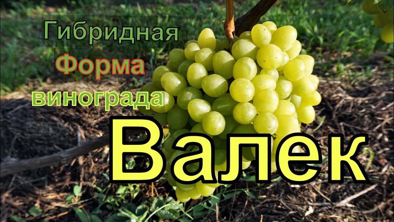 Виноград Беларуси .Лидчина. Сорт винограда- Валек.