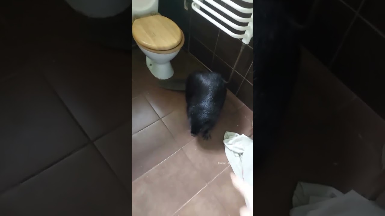 Polish Girl Finds a Beaver in the Toilet - Bathroom Surprise! 🚽🦫😂