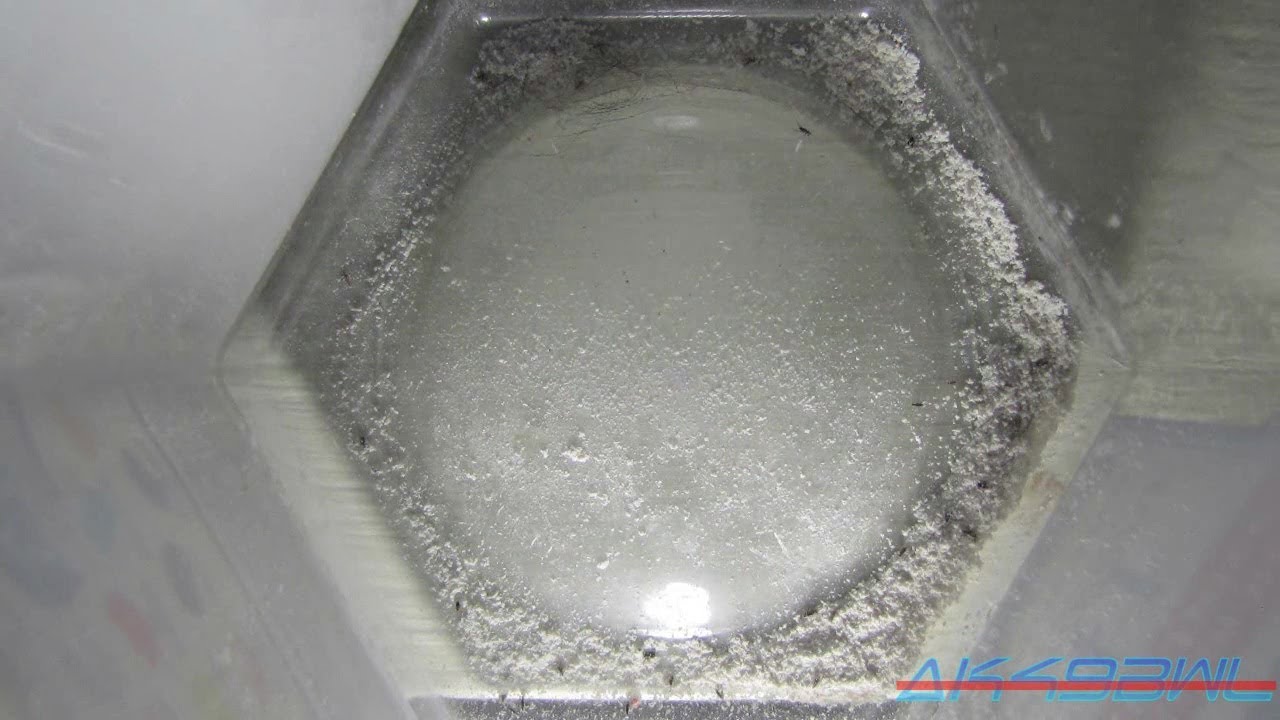 Diatomaceous Earth vs Fleas Experiment