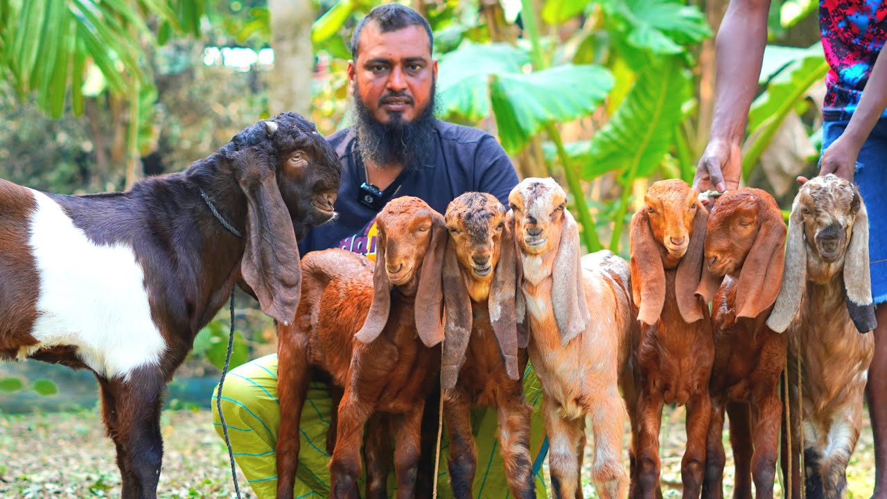 টপ কোয়ালেটি তোতাপুরি পাঠা ছাগল। #farming #goat 