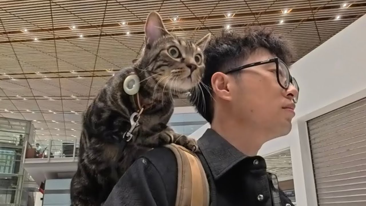 Beijing - Madrid，8100km，Travel Around the World with a Cat