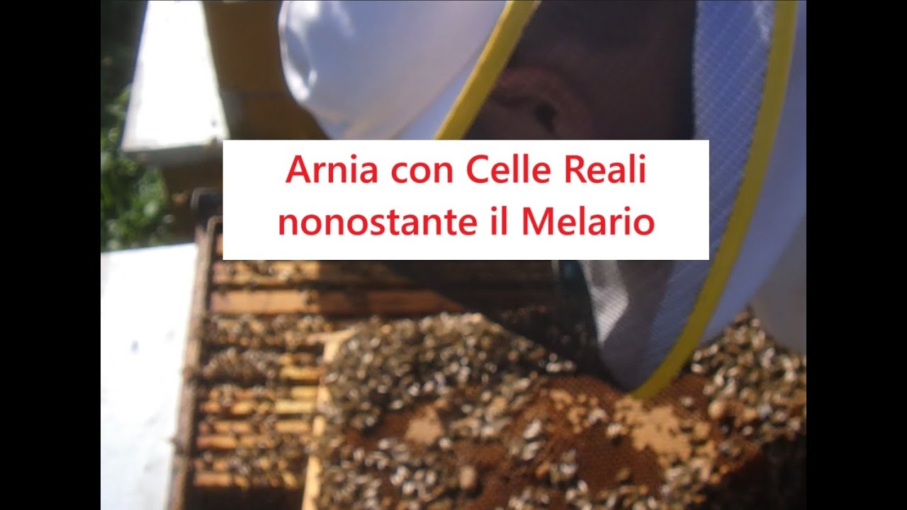 Arnia con Celle Reali nonostante il Melario