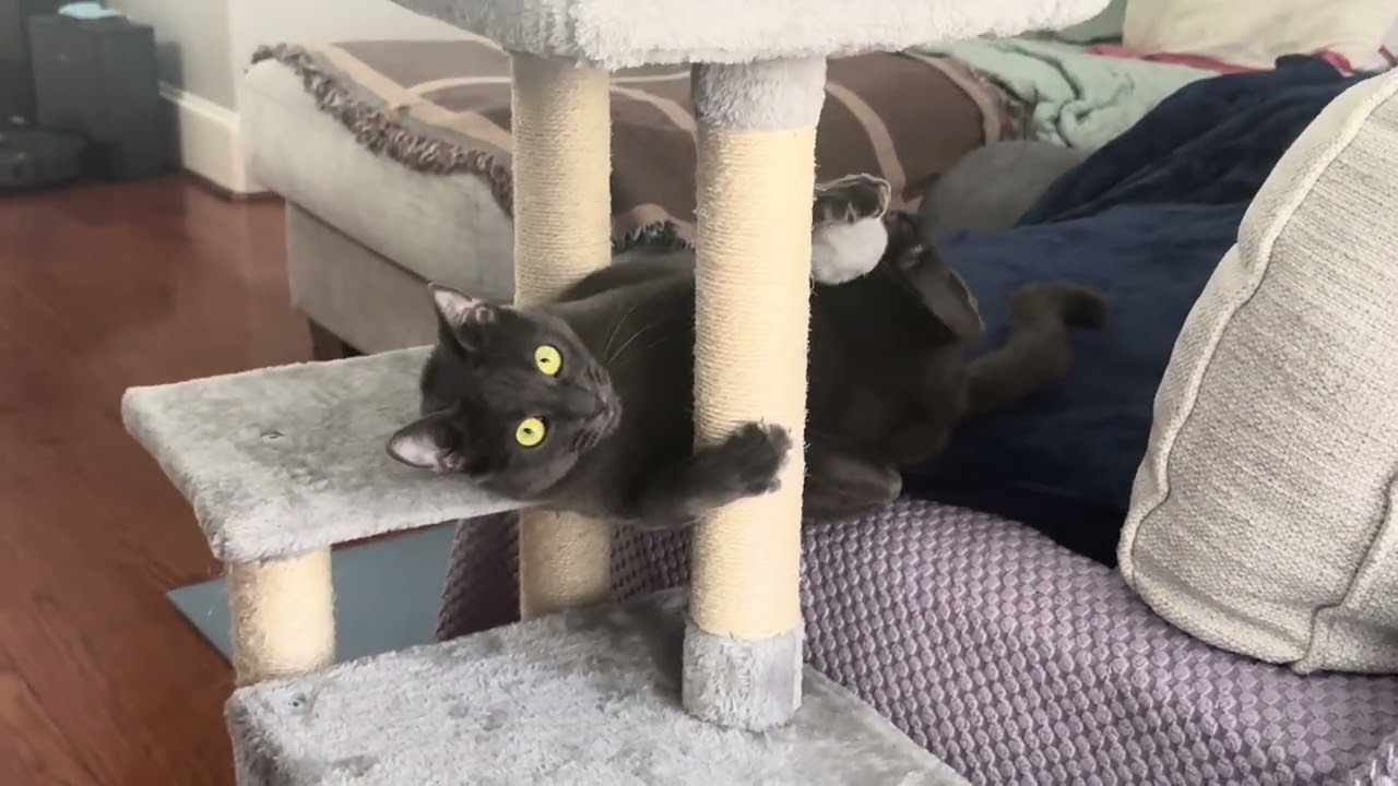 Cat gymnastics 