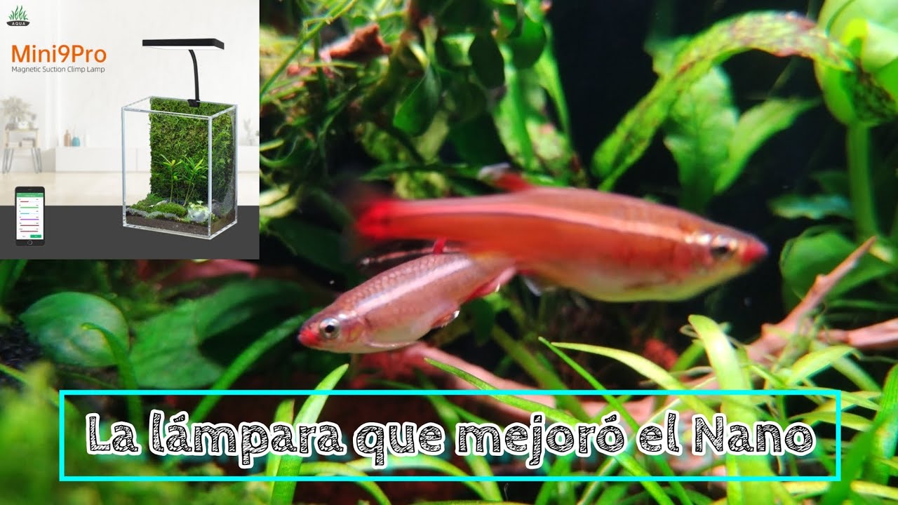Review Lámpara Weekaqua Mini9pro UNA DE LAS MEJORES LAMPARAS PARA NANOS #tropicalfish #Weekaqua