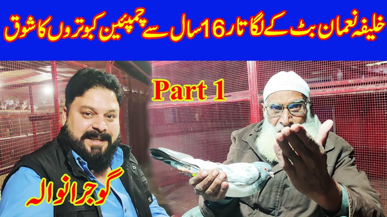 khalifa noman butt ke lga tar 16 sal se champion 🏆 kabootaro 🕊️💕 ka shoq 🤩 🔥🔥🔥🔥