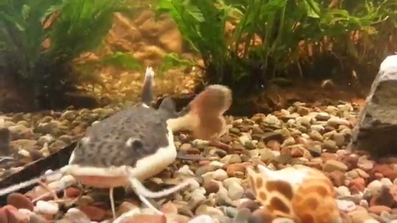 Baby Red Tail Catfish feeding in Tank