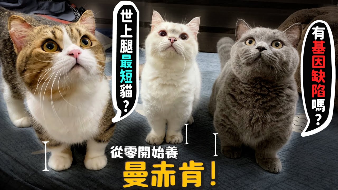 【從零開始養】曼赤肯!世界上腿最短的貓?有基因缺陷嗎?曼赤肯待領養中?【許伯簡芝】