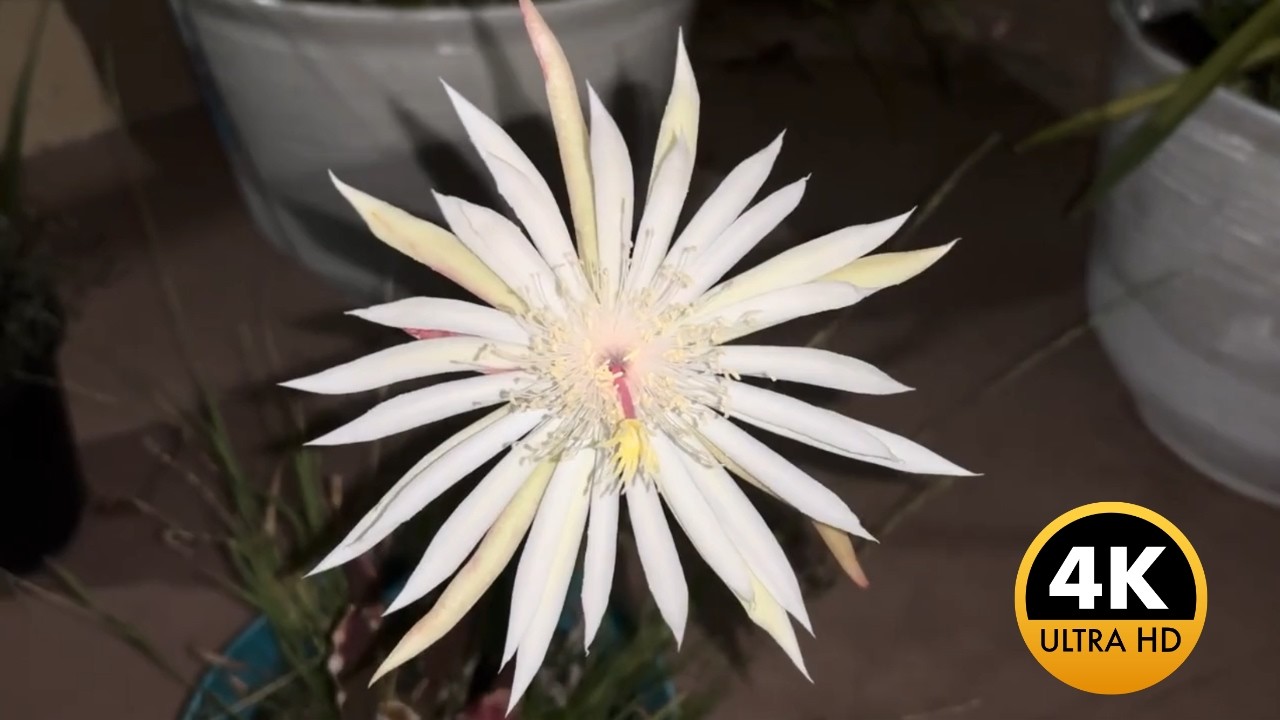 This Flower Only Blooms For One Night(4K UHDR)
