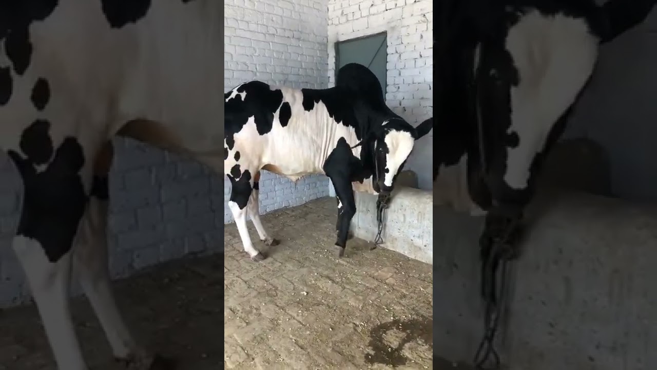 fathjangi bulls 2021 memories , bakra eid 2021
