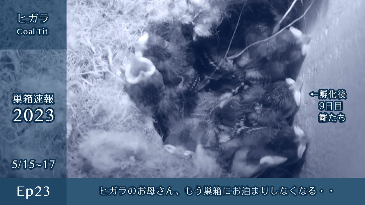【巣箱速報2023 ep23】ヒガラお母さん、もう巣箱にお泊まりしなくなる・・（2023/05/15-17）