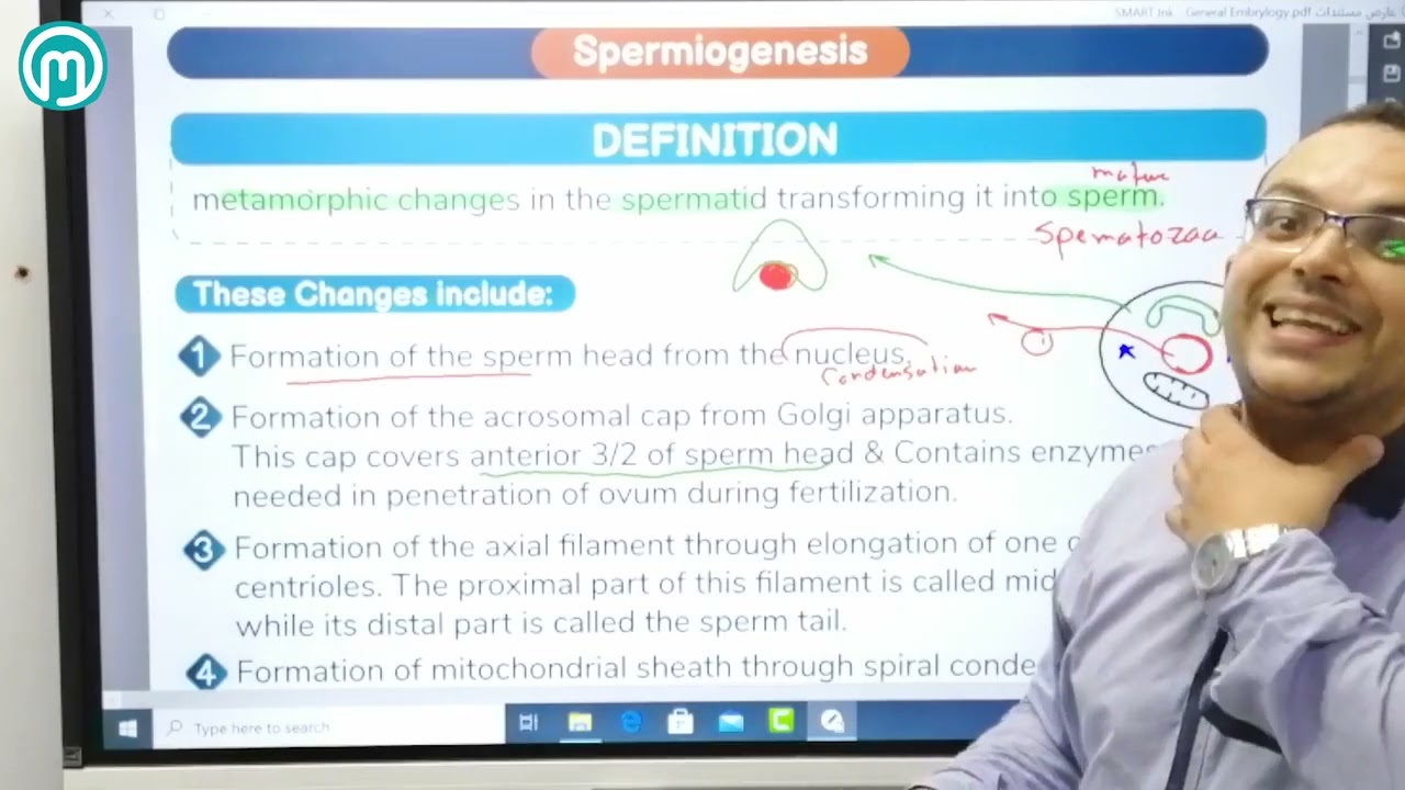 Spermatogenesis 2