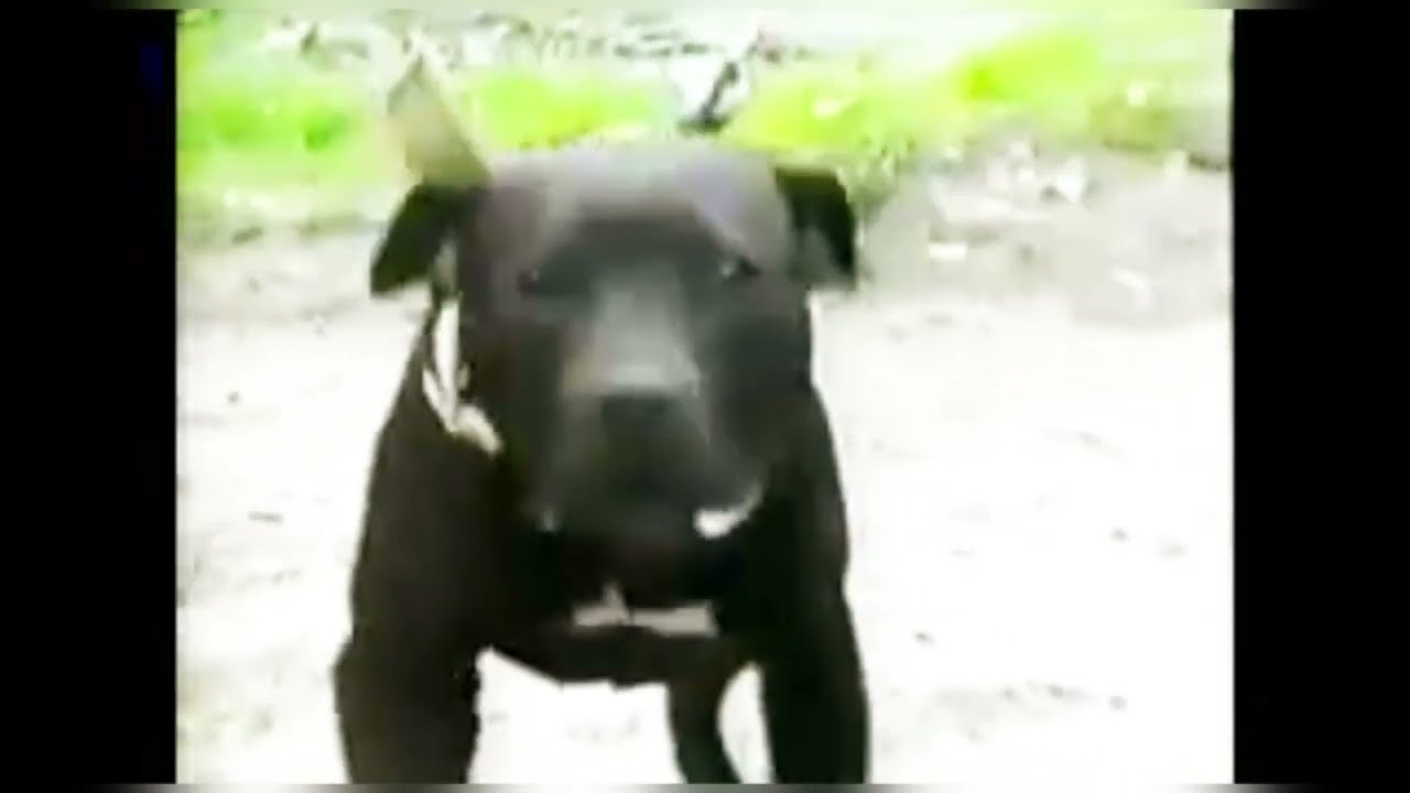 JERRY CLEMMONS KENNELS ELI DOGS (ELI JR,BULLYSON...)