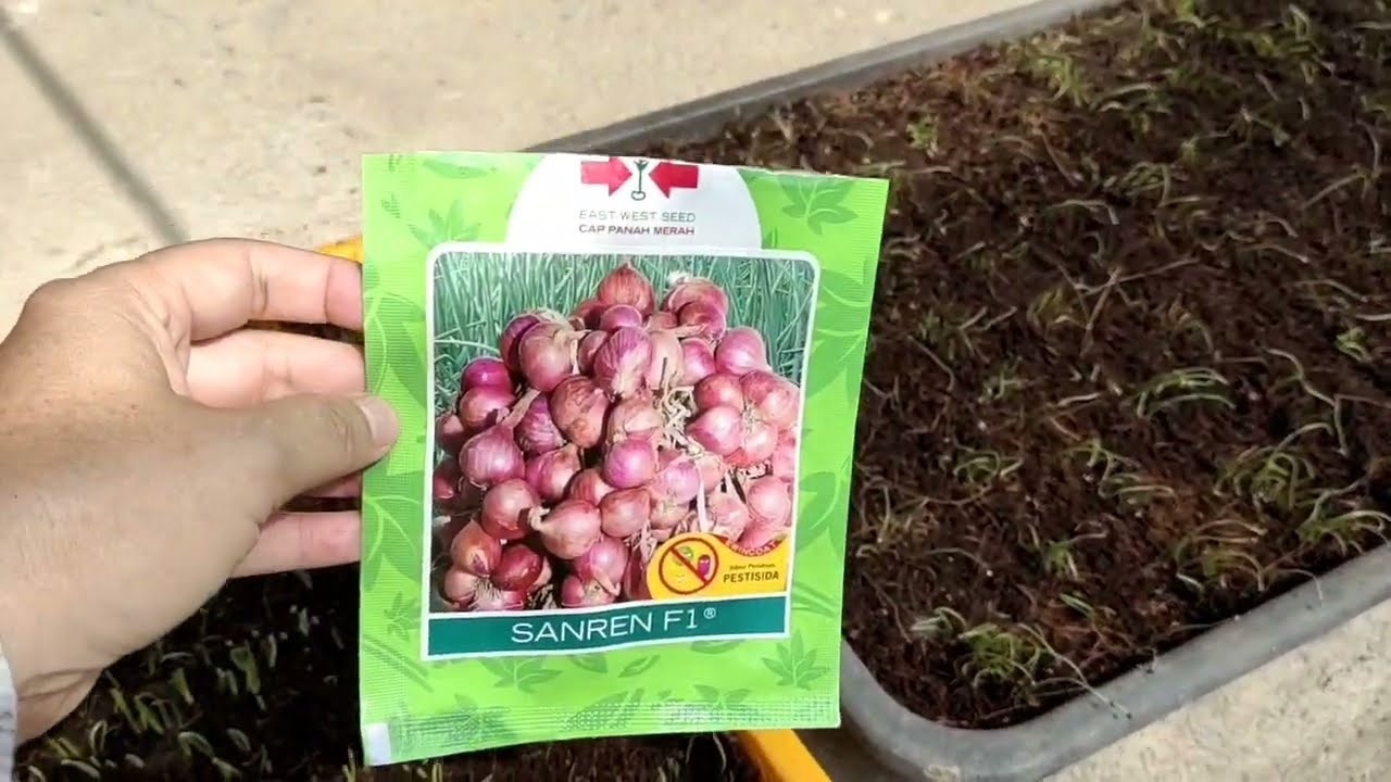 19) Bawang Merah 7 hst 🌰🍃