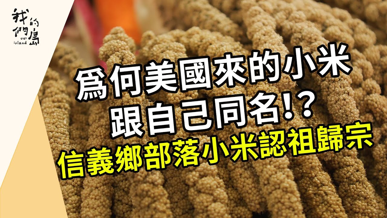【種子的返家路】信義鄉的小米要回家 ｜有族譜的原住民作物(我們的島 第1199集 2023-04-03)