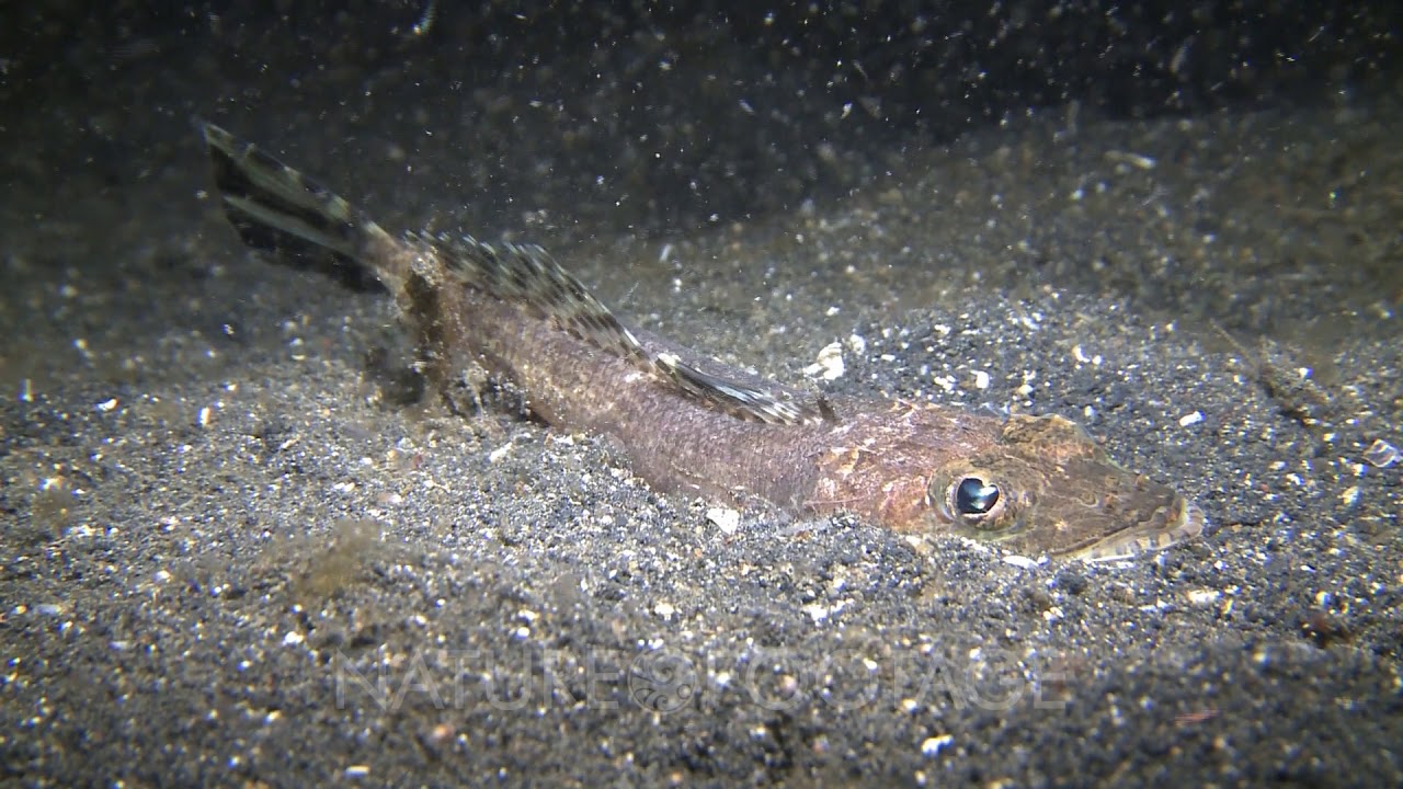 Bobbit Worm Captures Small Fish And Takes Down Into The Sand