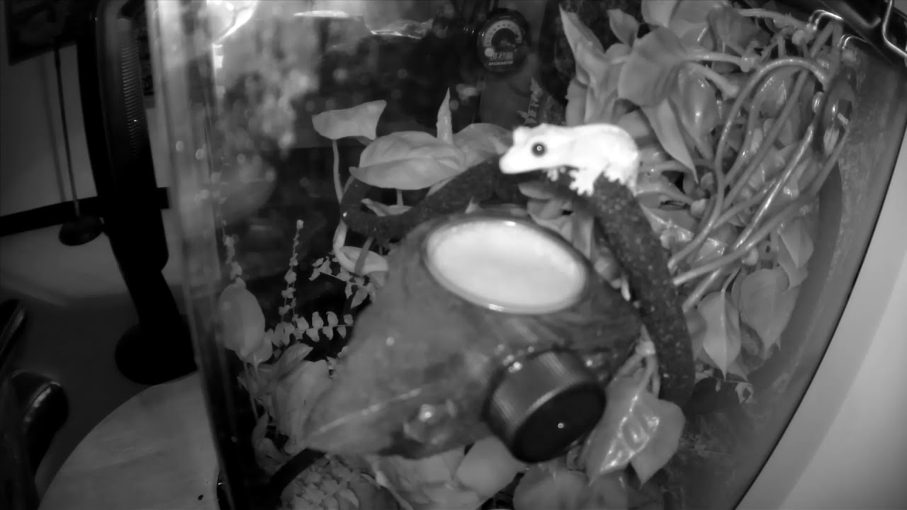 Nagafen the Crested Gecko Yawning (Night Cam)