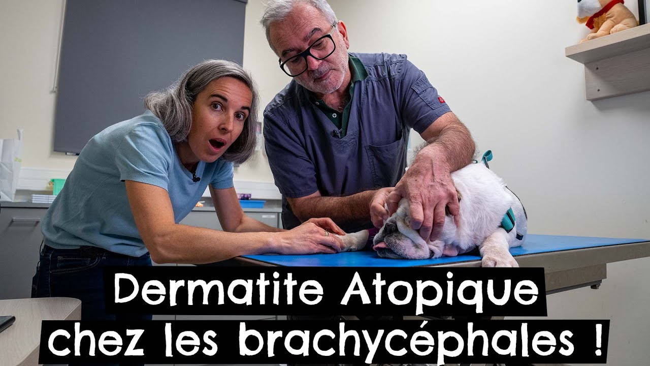 Dermatite Atopique chez les brachycéphales ! 🐶
