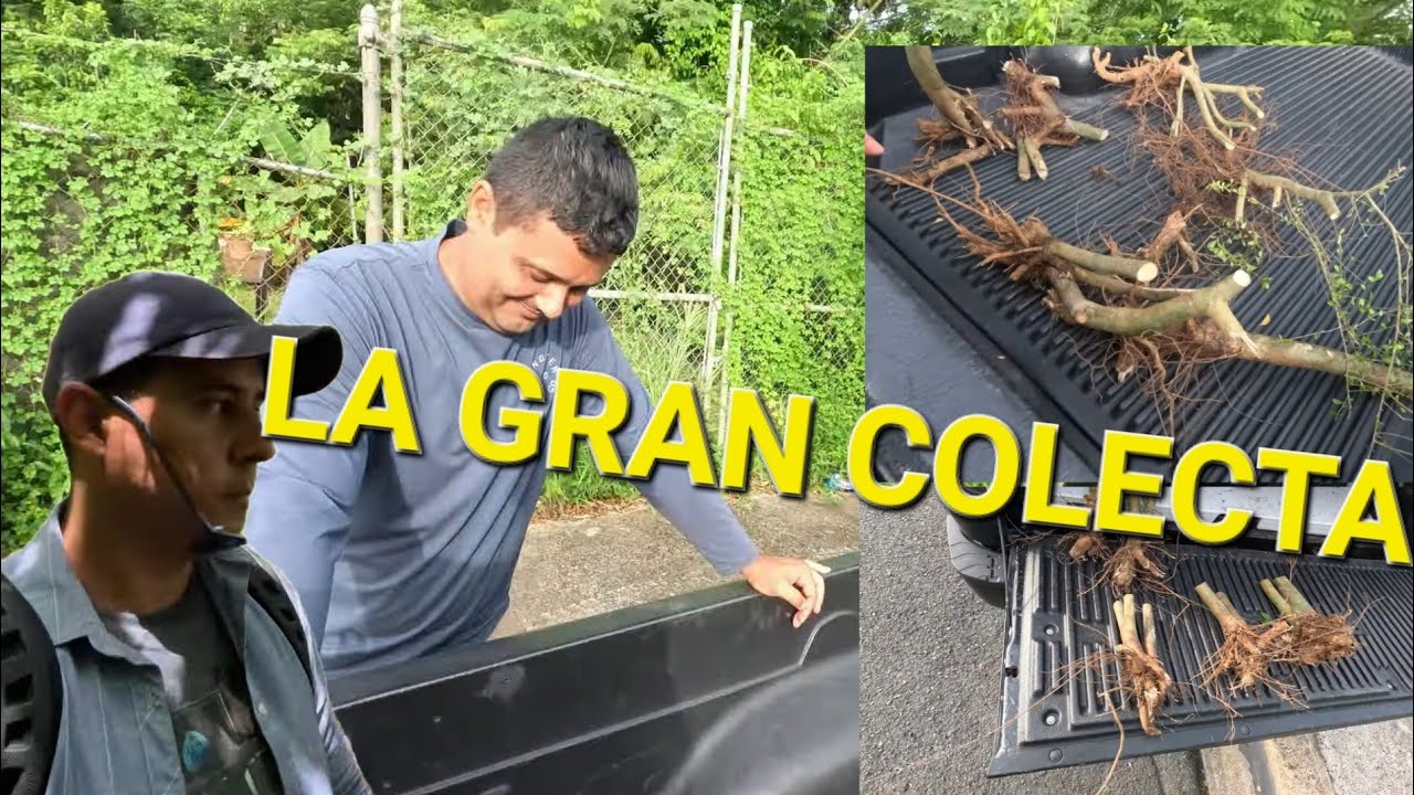 COMO COLECTAR ARBOLES PARA TENER BUEN MATERIAL PARA BONSAIS CON LUIS ENRIQUE