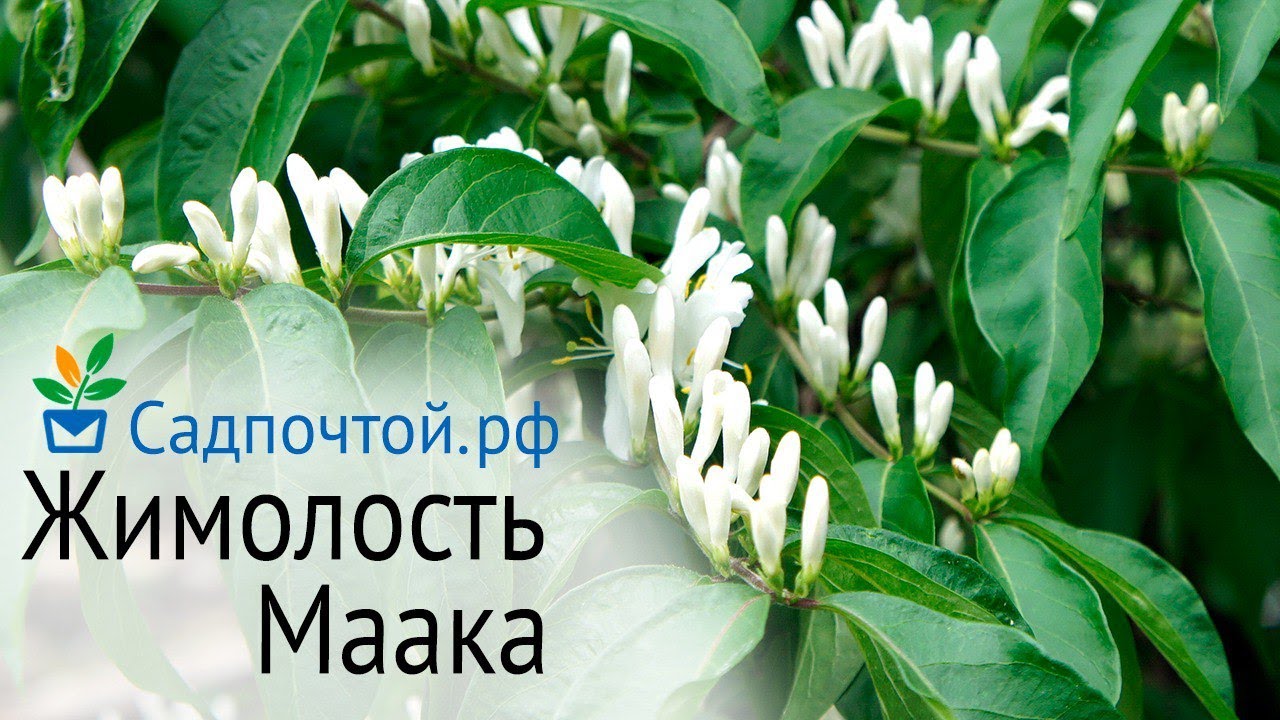 Жимолость Маака - волшебное цветение и фантастическая окраска осенью