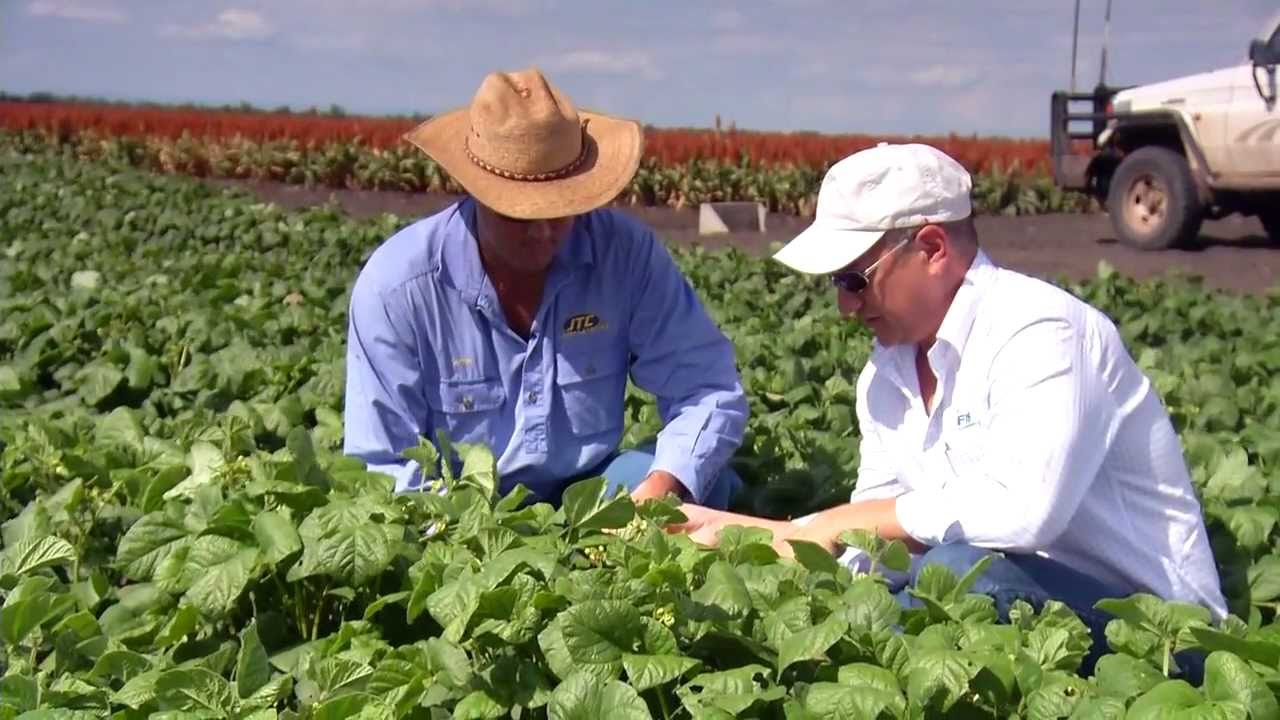 GCTV7: Bright Outlook for Mungbeans