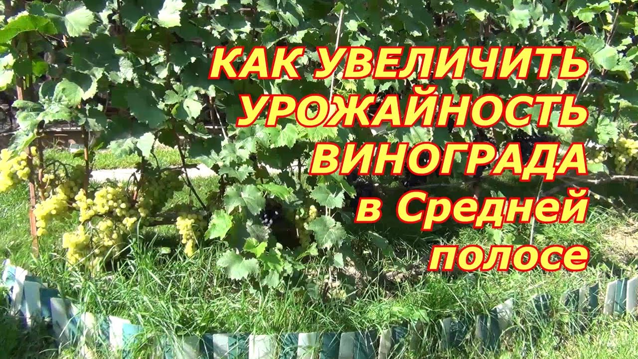 Как увеличить урожайность винограда в Средней полосе