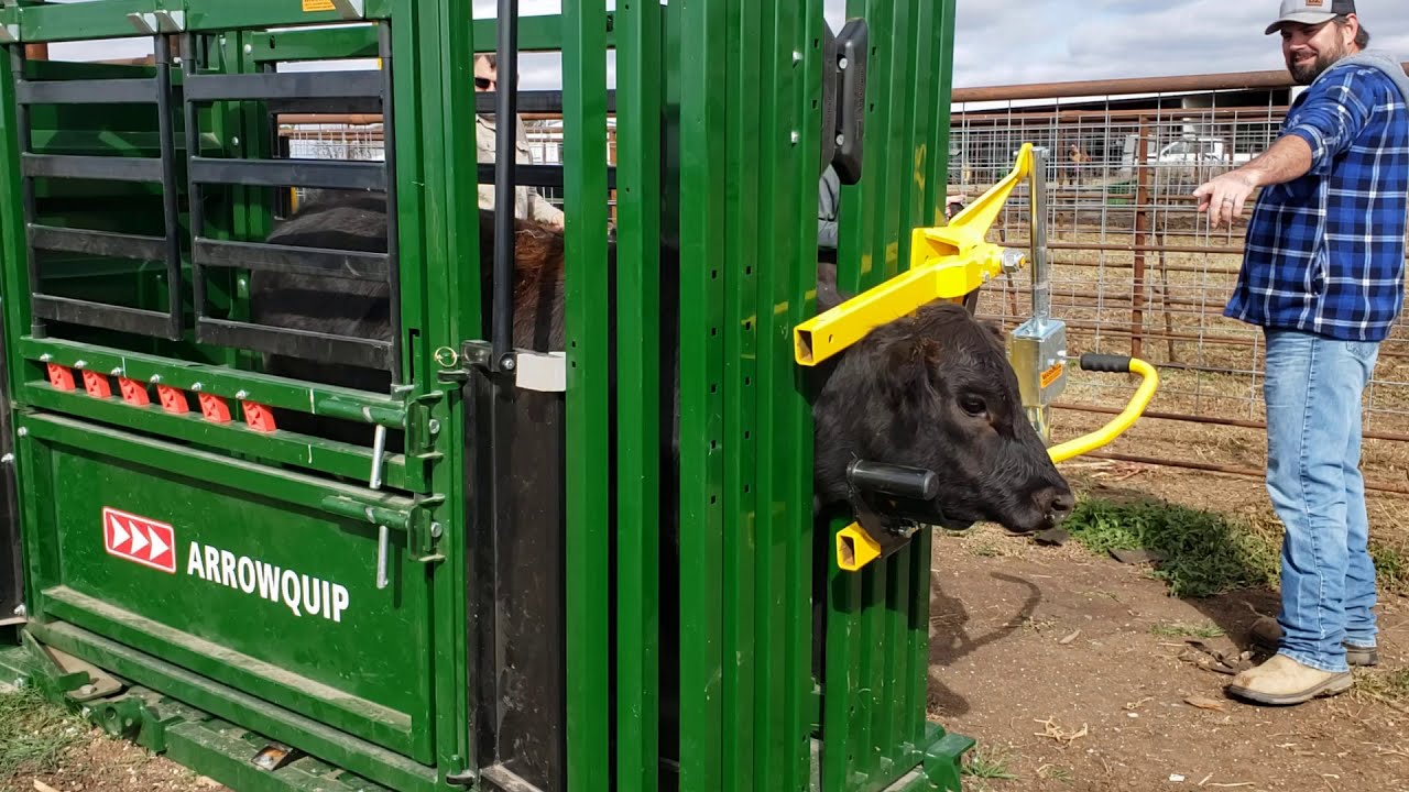 First time to use the Arrowquip Q-Catch 74 Series Cattle Chute