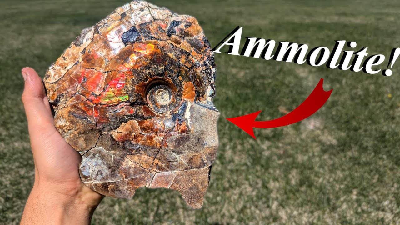 Definitely Was Not Expecting THIS! Huge Ammolite Covered Ammonite, Baculites, Crystals, and More!