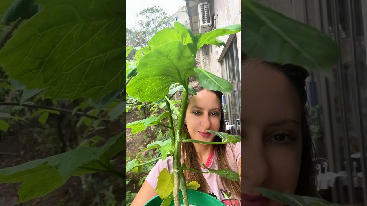 Chaya: The Superfood & Miracle Mayan Spinach 🍀
