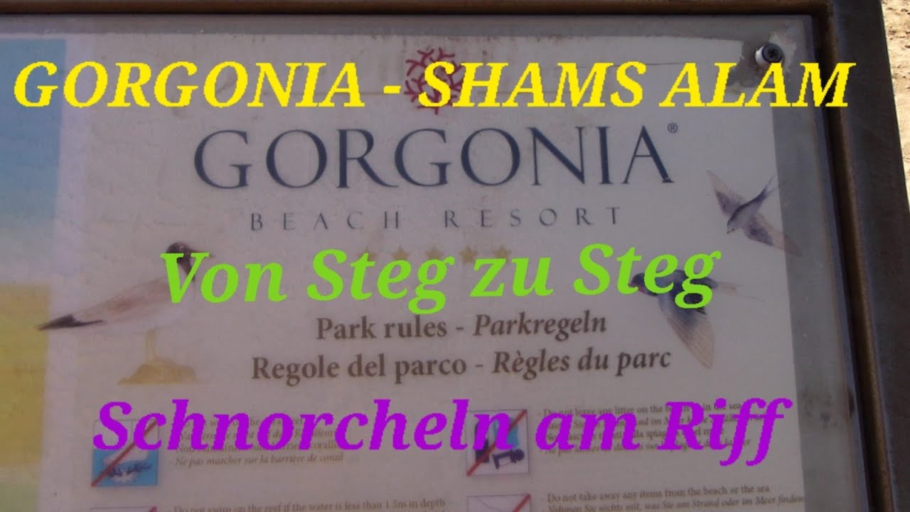 Gorgonia - Shams Alam , Von Steg zu Steg , Schnorcheln am Riff
