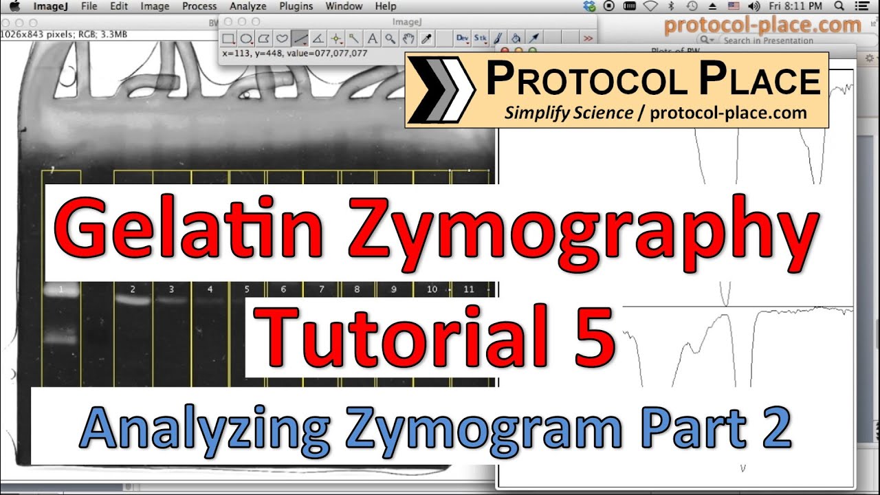 Gelatin Zymography Tutorial 5: Quantifying MMP Activity with Image J and Normalizing Samples