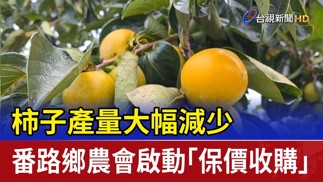 柿子產量大幅減少 番路鄉農會啟動「保價收購」