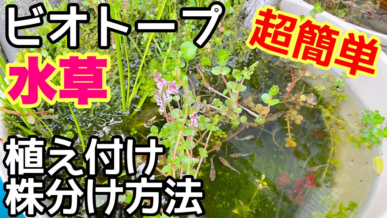 ビオトープ水草の植え付け、株分け方法！メダカ睡蓮ビオトープ